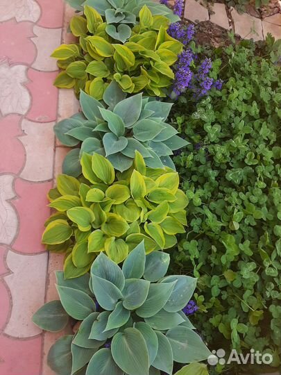 Хоста Голден Тиара