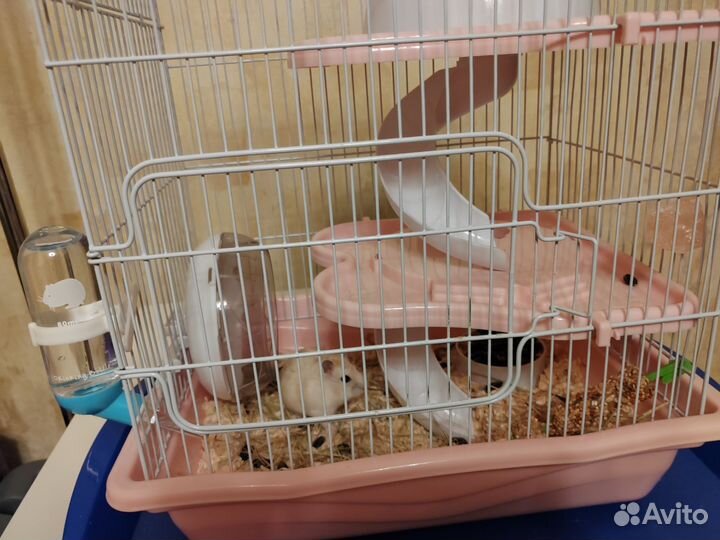 Джунгарик Карамелька + все необходимое