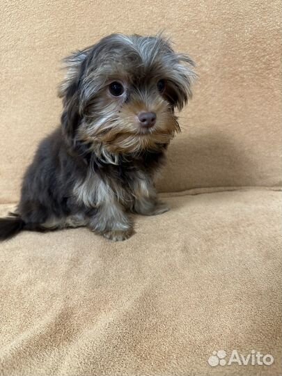 Мальчишка йорк