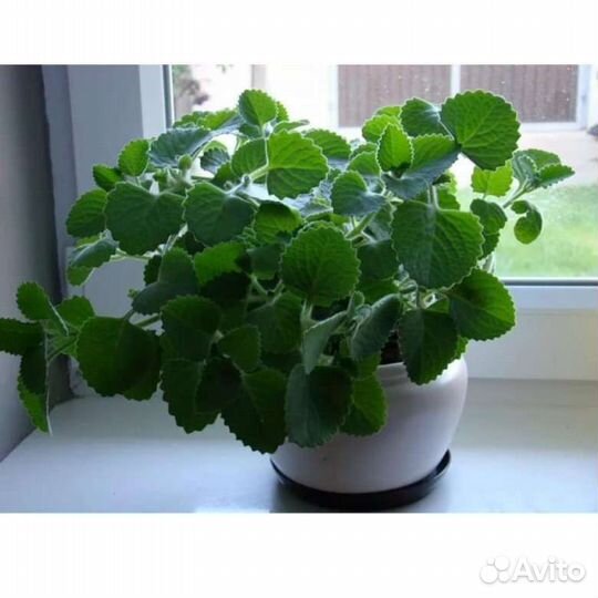 Комнатная мята.Фикус.Монстера