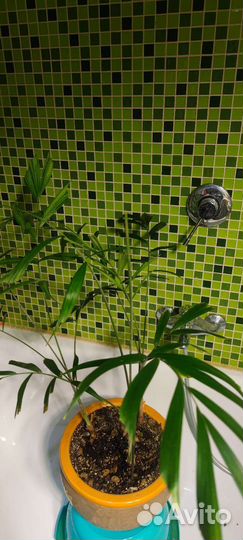 Бутылочная пальма.Обмен на ароидные,фикусы,мирт