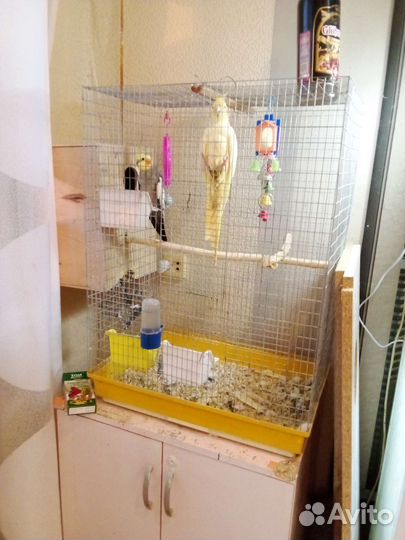 Пара корелл с клеткой