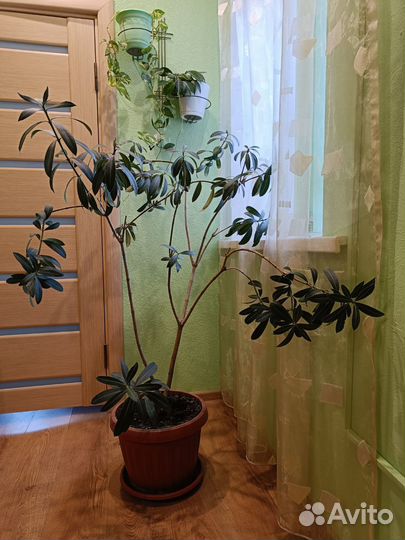 Олеандр розовый