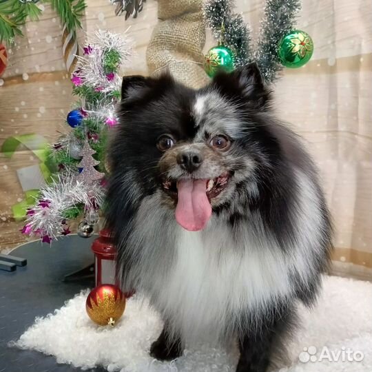 Померанский шпиц вязка кобель