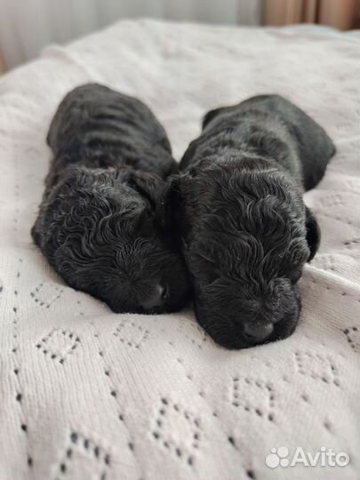 Миниатюрный пудель щенки