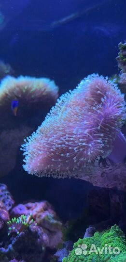 Морские кораллы Живые