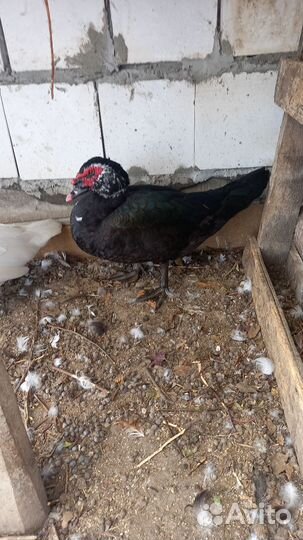 Мускусные утки