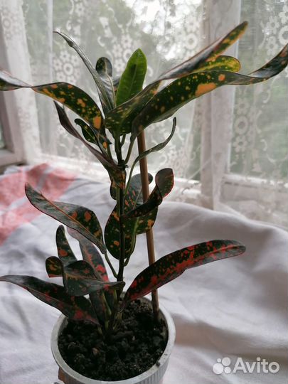 Продам комнатные цветы