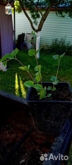 Сирень карликовая