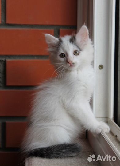 Котенок ищет дом