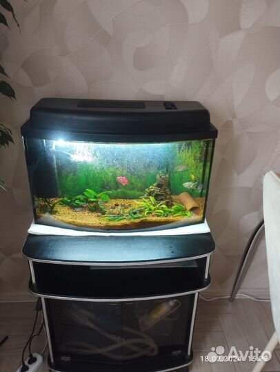 Аквариум понарамный под ключ на 50 л