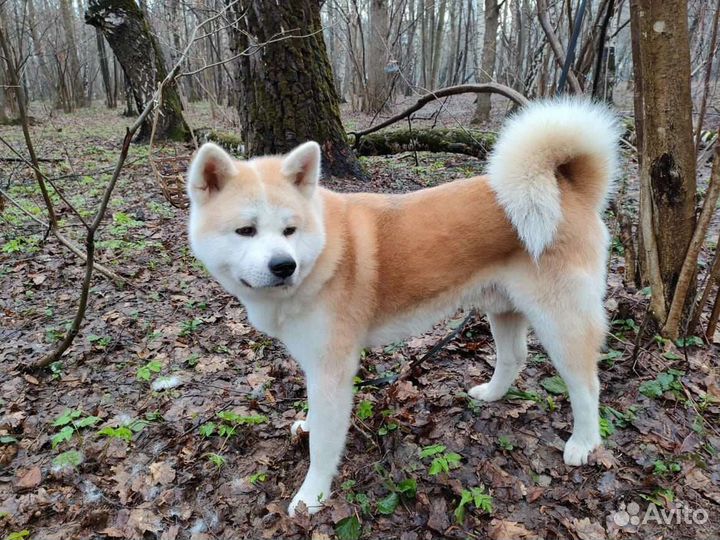 Акита ину бесплатно