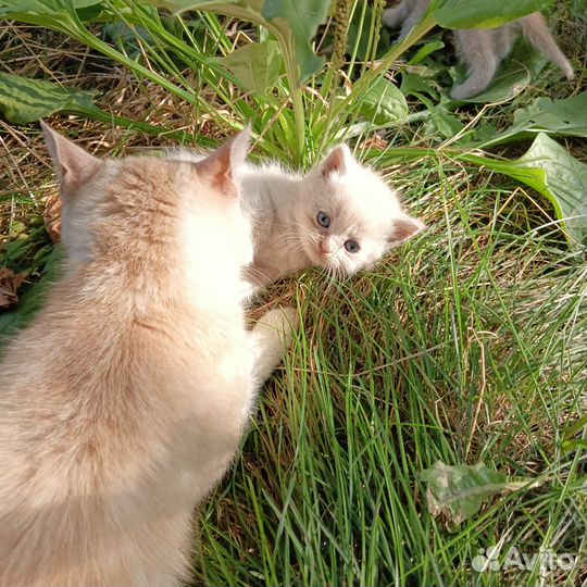 Котята в добрые руки