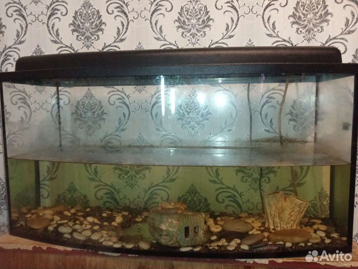 Аквариум с рыбой мастацембел