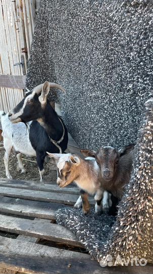 Камеруно нигерийские козочки