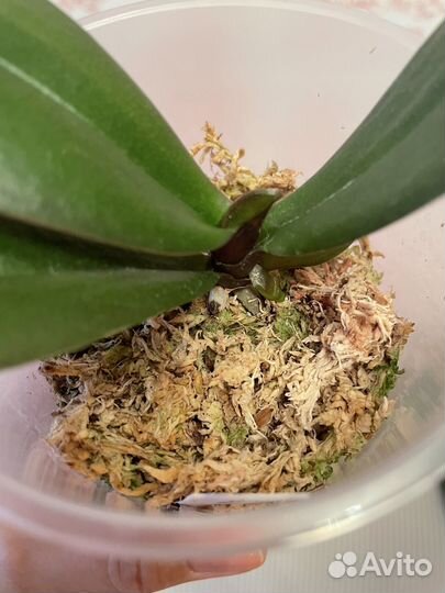 Биг лип бабочка