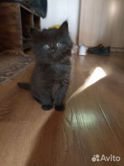 Кошки в добрые руки бесплатно