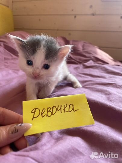 Отдам даром бесплатно в дар котята