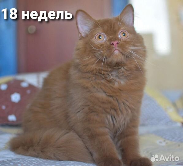 Британский котёнок