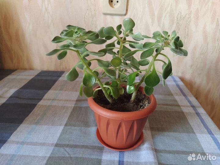 Аихризон - дерево любви