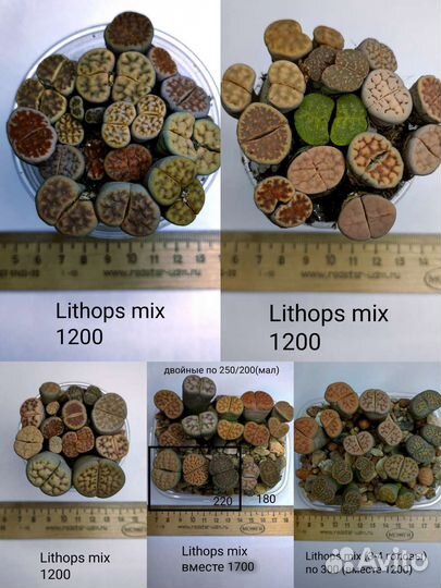 Суккуленты 07 (Литопсы, Lithops)