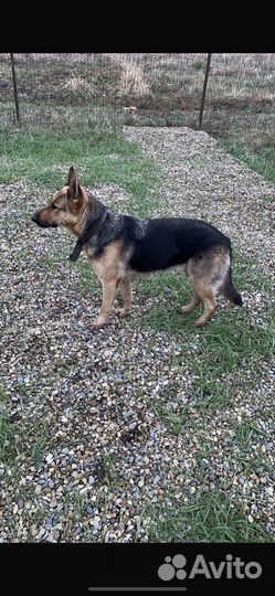 Зоогостиница/Передержка животных/Зоотакси