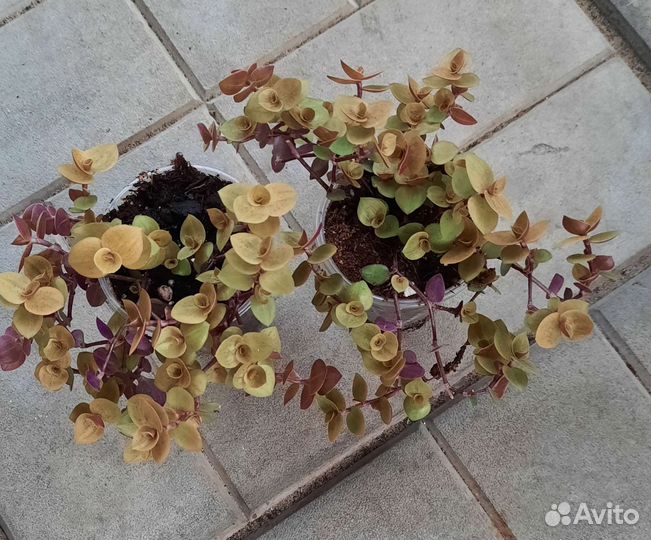 Ампельные растения