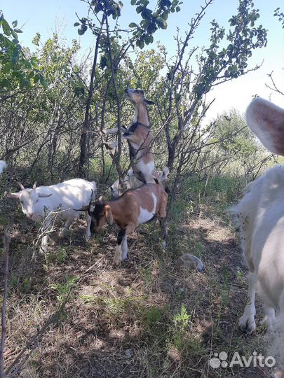 Продам козье молоко