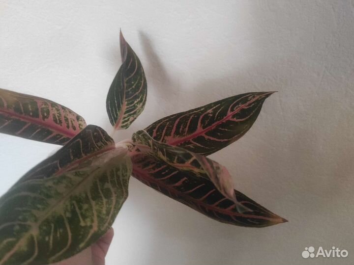 Тайские аглаонемы