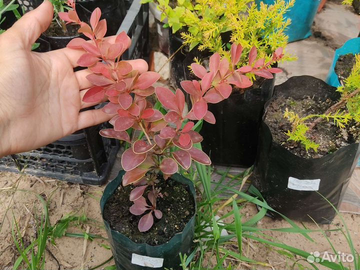 Хвойные и декоративные кустарники для сада