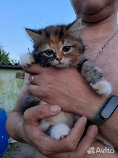 Котята