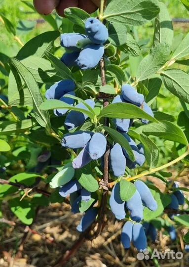 Жимолость Канадских и Американских сортов