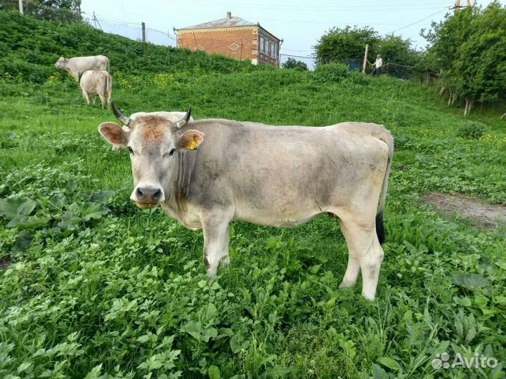 Коровы-телки