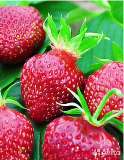 Клубника Кардинал