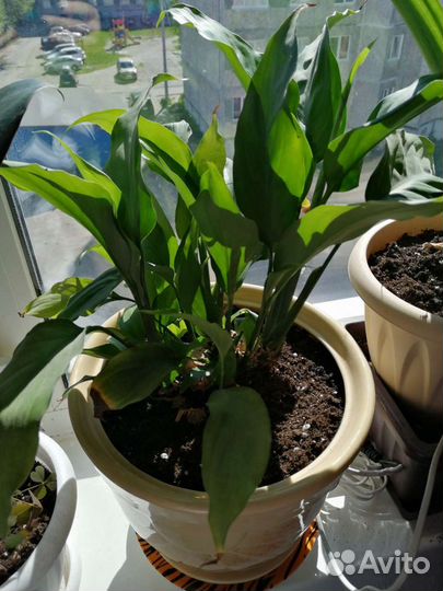 Спатифиллум (Женское счастье)