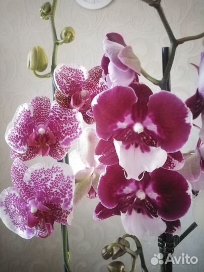 Орхидеи фаленопсис