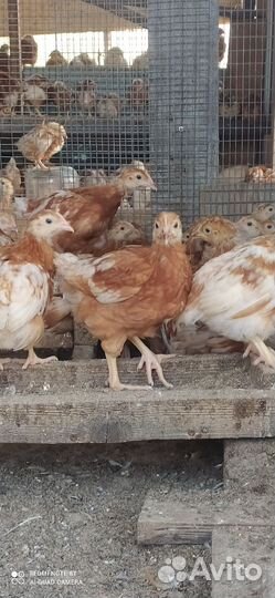 Цыплята (куры) только