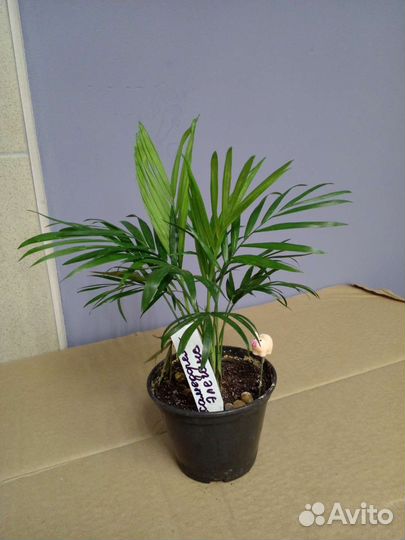 Хамедорея элеганс