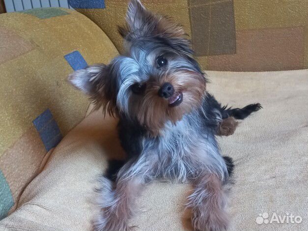 Йоркширский терьер мини беби фейс