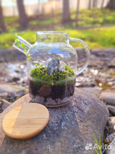 Флорариум Медитация/Зеленый чай