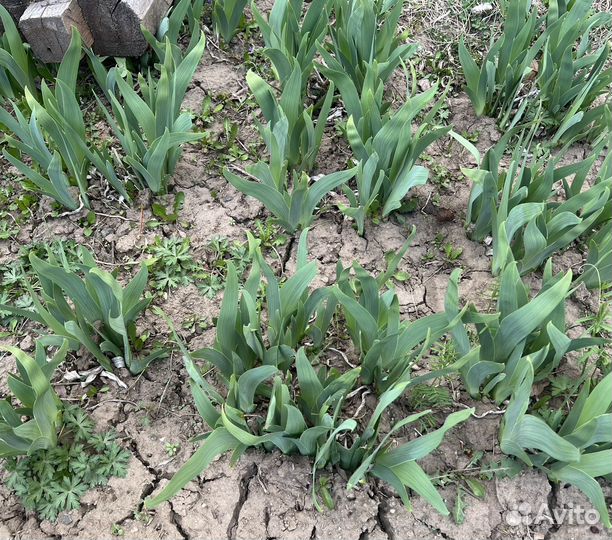 Ирисы клубни