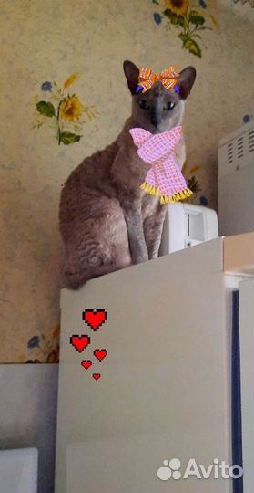 Передержка для животных