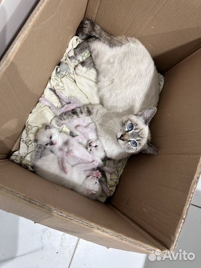 Котята в добрые руки