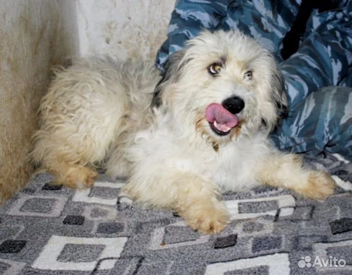 Маленькая собака в добрые руки Помогите