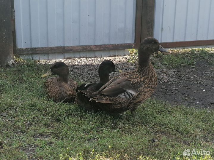 Подсадные утки Русские чубарые и дикоперые