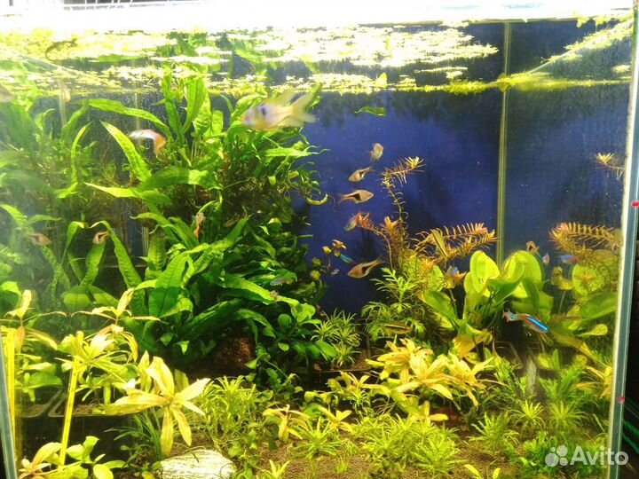 Аквариумные растения прополка
