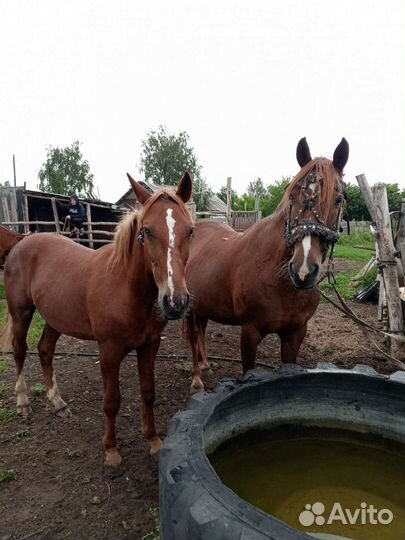 Кобыла с жеребчиком