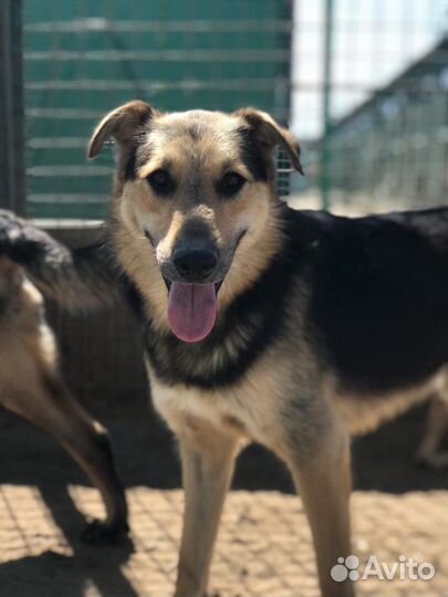 Собака в добрые руки