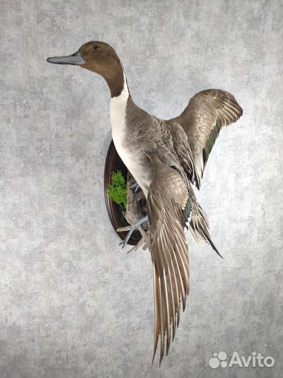 Чучело утки шилохвость