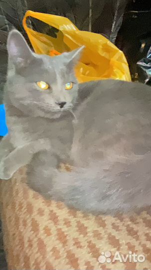 Британская кошка